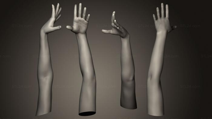 Anatomy of skeletons and skulls (Female Arm Pose 2, ANTM_0068) 3D models for cnc